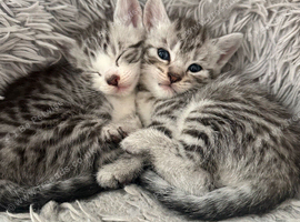 2 male british shorthair x domestic