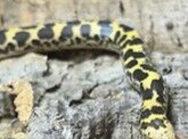 92% Dodoma Sand Boa at Birmingham Reptiles