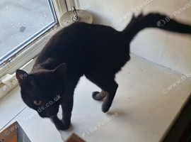 Black cat