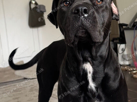 Wonderful 2 year old female