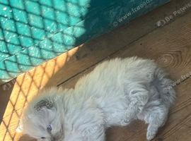 Ragdoll kittens