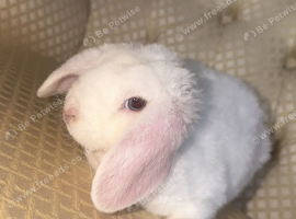 Olaf, mini plush lop buck available!