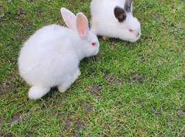 10-Week-Old Baby Rabbits / Bunnies (Himalayan Cross)