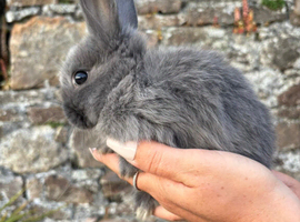 Ready now! Angora x Netherland dwarf