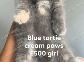 Scottish folds