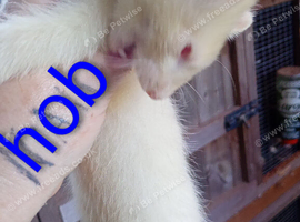 Hob 10 weeks