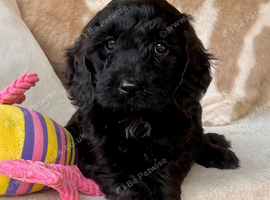 Beautiful Cockapoo puppies