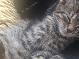 Mainecoon x bengal kittens
