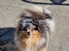 Tiny gorgeous tri colour merle pomeranian female two blue eyes