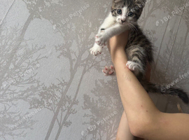 One tabby male kitten left