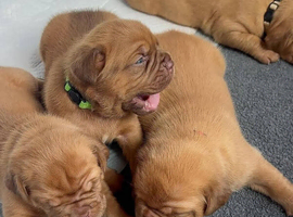 Strong Bloodline Dogue De Bordeaux Puppies 3 Girls - 3 Boys