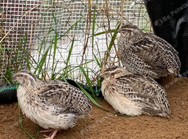 Last Quail Chick Hatch of 2026 - Due This Weekend!