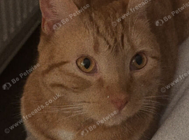 3 cats need homes