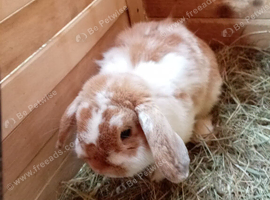 Pure bred Mini lop rabbit