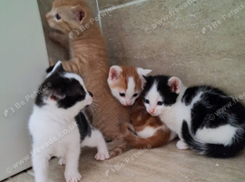 Beautiful kittens ready to go