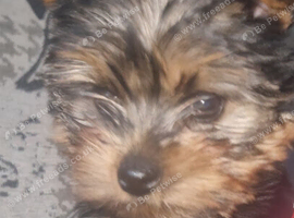 Stunning yorkshire terrier pup.