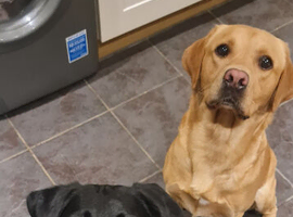 Fox Red & Black Labrador Puppies due