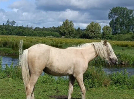 Stunning palamino filly