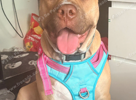 Corso X mastiff 6 months old female
