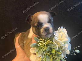 Exceptional litter of French bulldog puppies