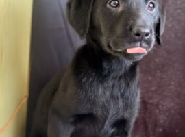 Female lab