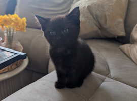 Kittens