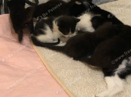 Kittens