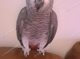African grey