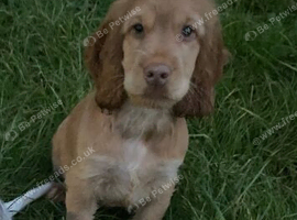 Gorgeous KC Show cocker spaniel
