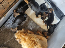 Border terrier pups