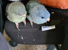 Missing, turquoise female Linnie.