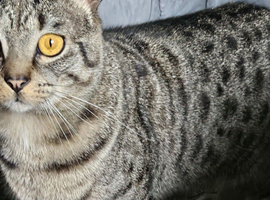 Cats