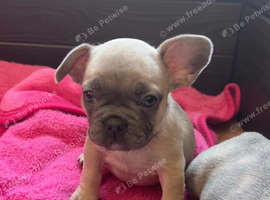 Meet Pink, our precious French Bulldog girl!