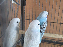 Baby budgie for sale