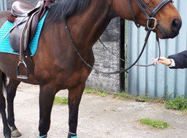 16.1 hh 7year old gelding for part loan