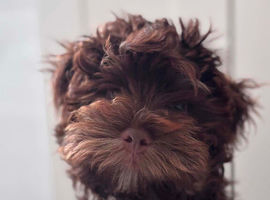 Yorkshire Terrier/Maltipoo mix puppy for sale. Very cute and obedient. Has training and a chip.