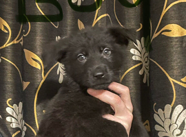 German shepherd pups ready to leave