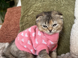 Female Scottish Fold Kitten