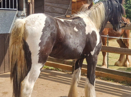 12mth gelding