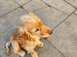 Cocker Spaniel