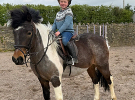 Dartmoor hill pony