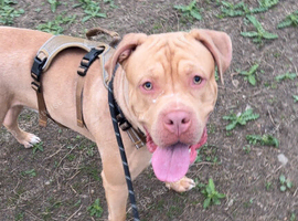URGENT HOME NEEDED FOR BOY AMERICAN BULLDOG