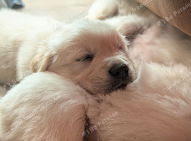 Adventure-Ready Golden Retriever Puppies