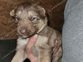 Beautiful shepsky puppies