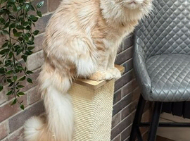 Stud offered Cream Maine Coon