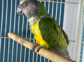 Senegal parrot Glasgow