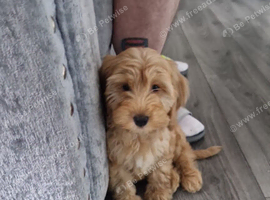 13 week old cockapoo