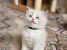 Beautiful fluffy Ragdoll-type kittens available