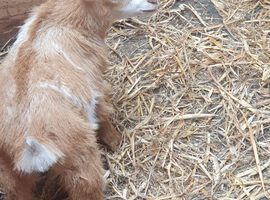 Lovely Goats