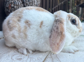 Young Mini Plush Lops - Hypoallergenic fur.